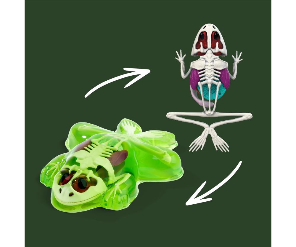 Simba Scout Dissect-It Frosch