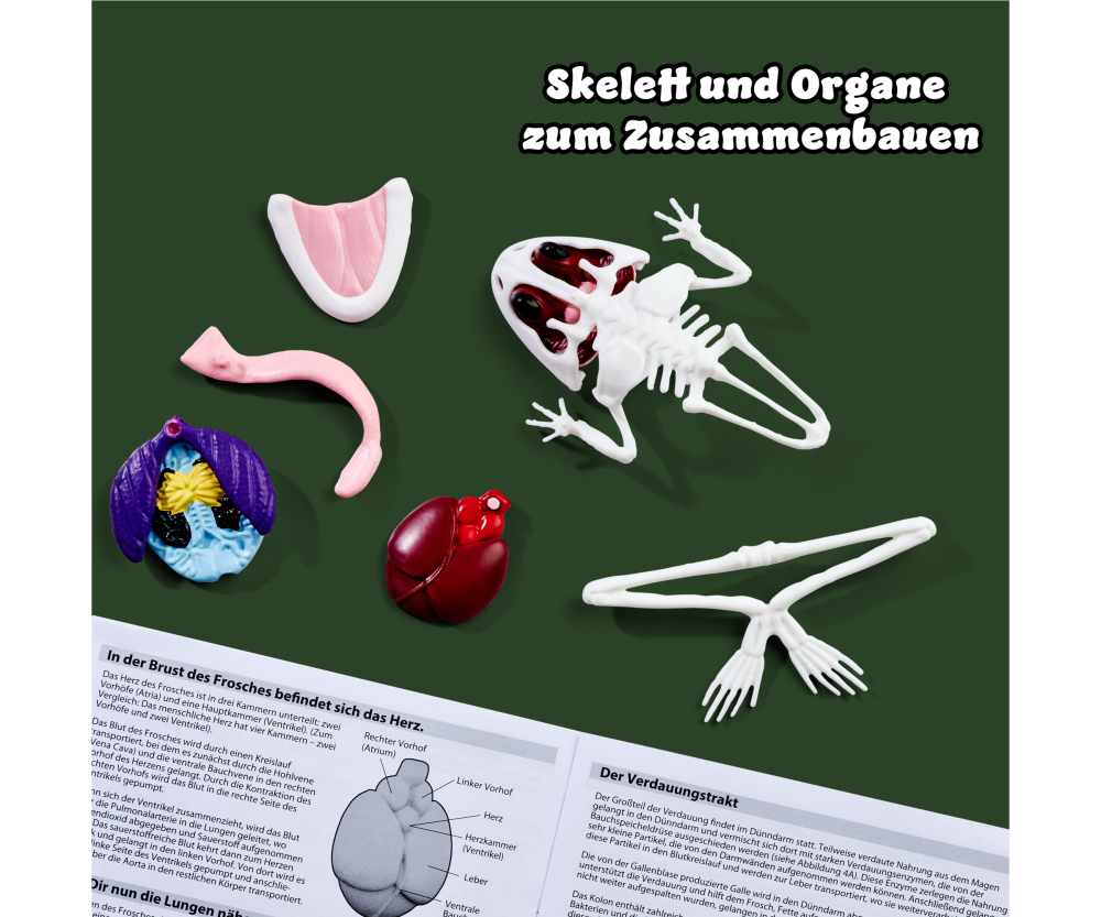 Simba Scout Dissect-It Frosch