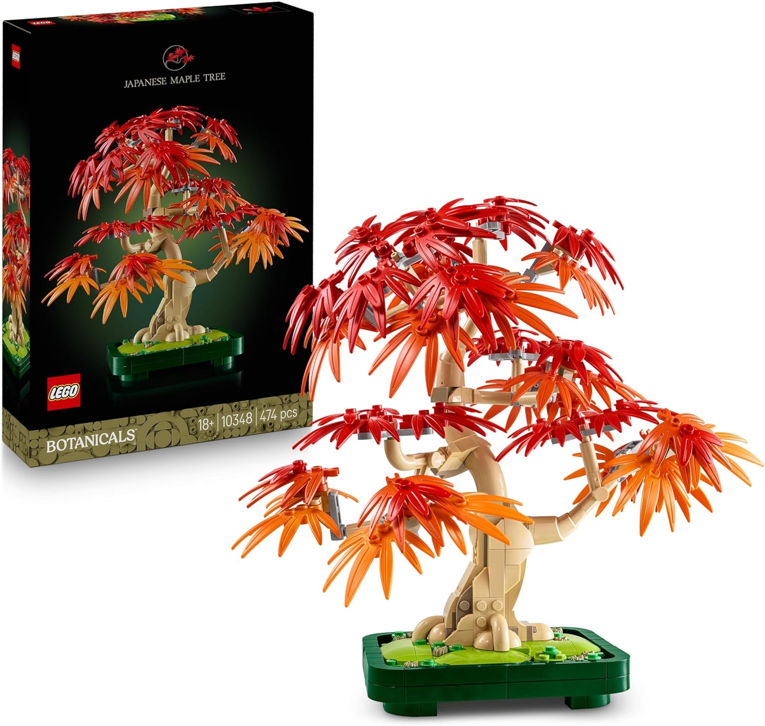 Pflanze, Baum, Blatt, Ahorn, Topfpflanze