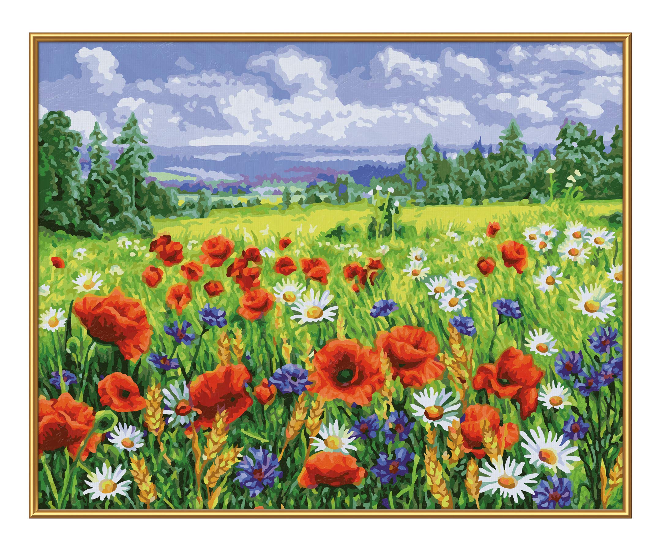 Feld, Grünland, Wiese, Gänseblümchen, Blume
