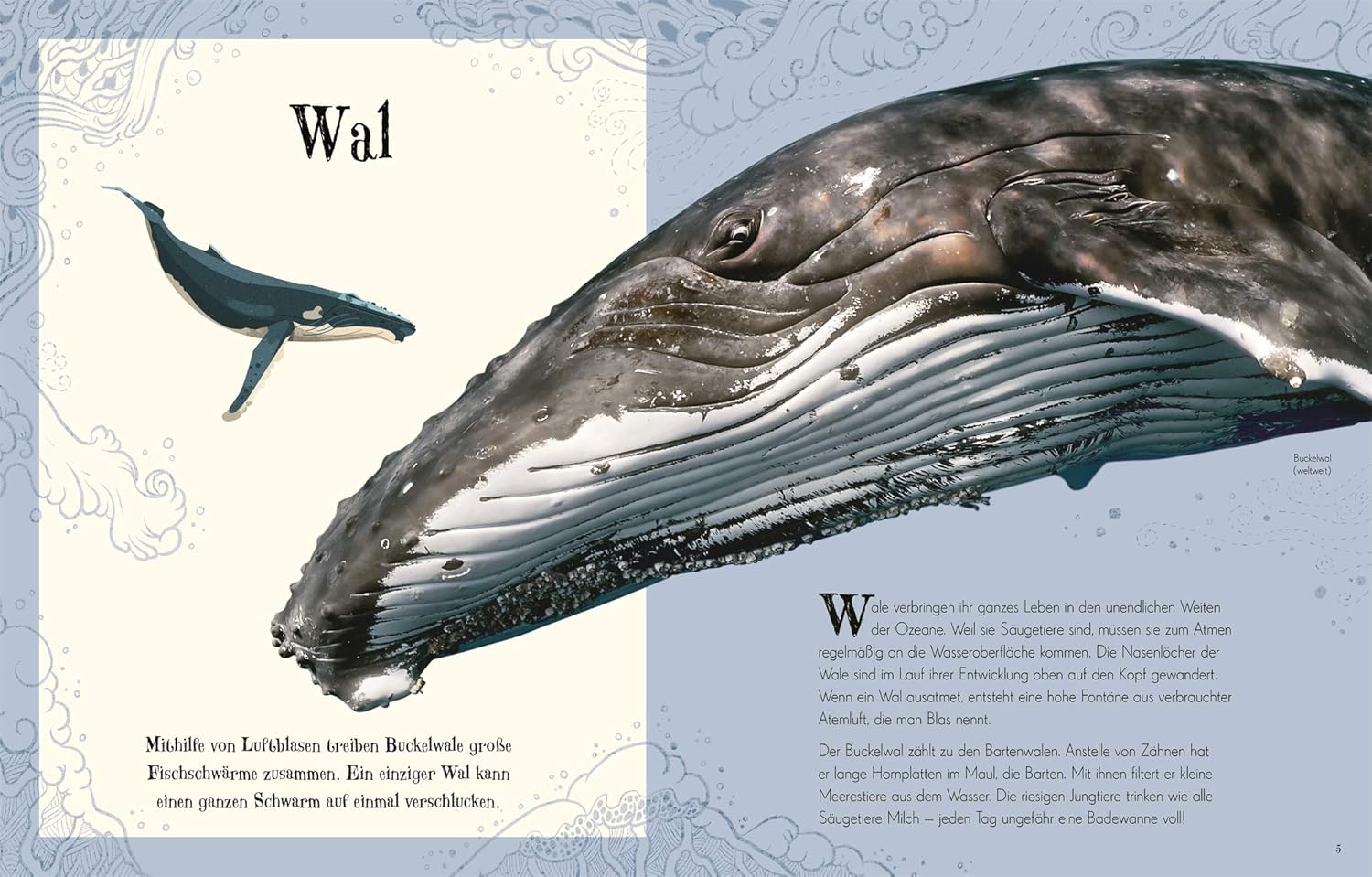 Tier, Säugetier, Leben im Meer, Wal, Fische