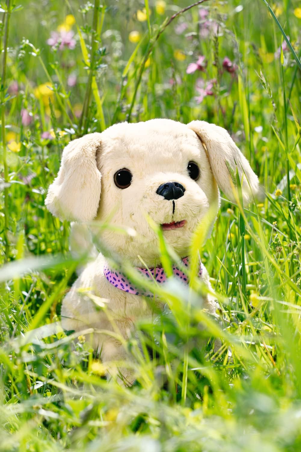 Gras, Welpe, Weißer Hund, Grünland, Bär