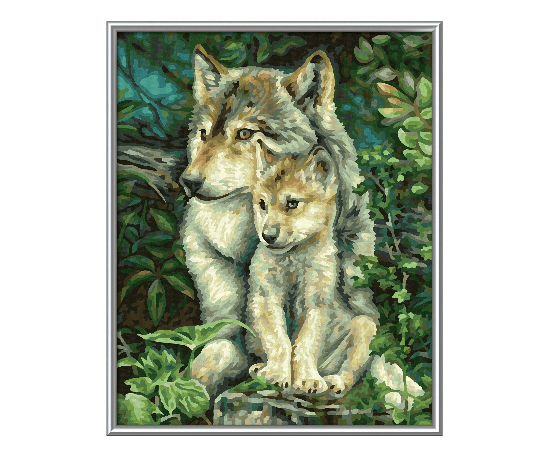 Löwe, Tierwelt, Wolf, Kojote, Roter Wolf
