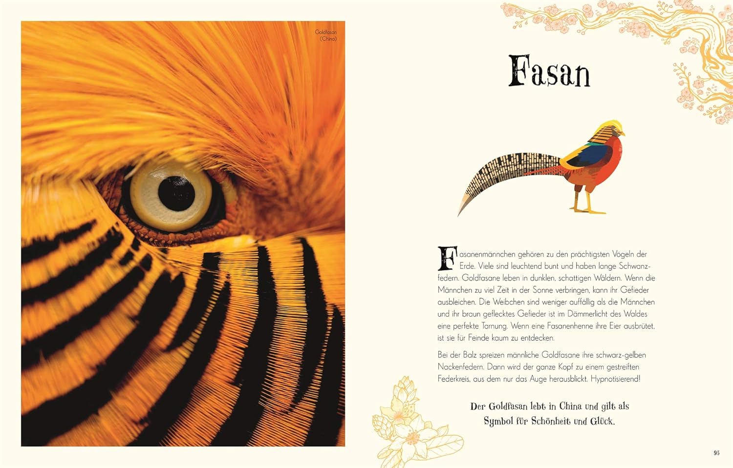 Tier, Vogel, Schnabel, Fasan