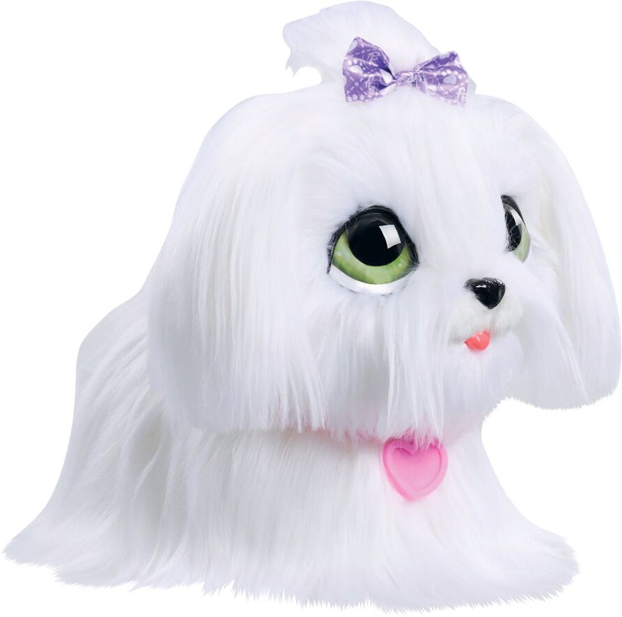 Angora, Katze, Säugetier, Haustier, Weißer Hund, Angora, Katze, Säugetier, Haustier, Weißer Hund, Angora, Katze, Säugetier, Haustier, Weißer Hund