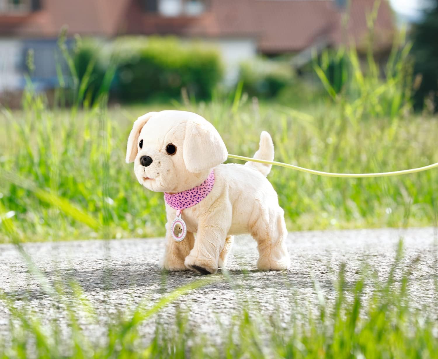 Hund, Säugetier, Haustier, Welpe