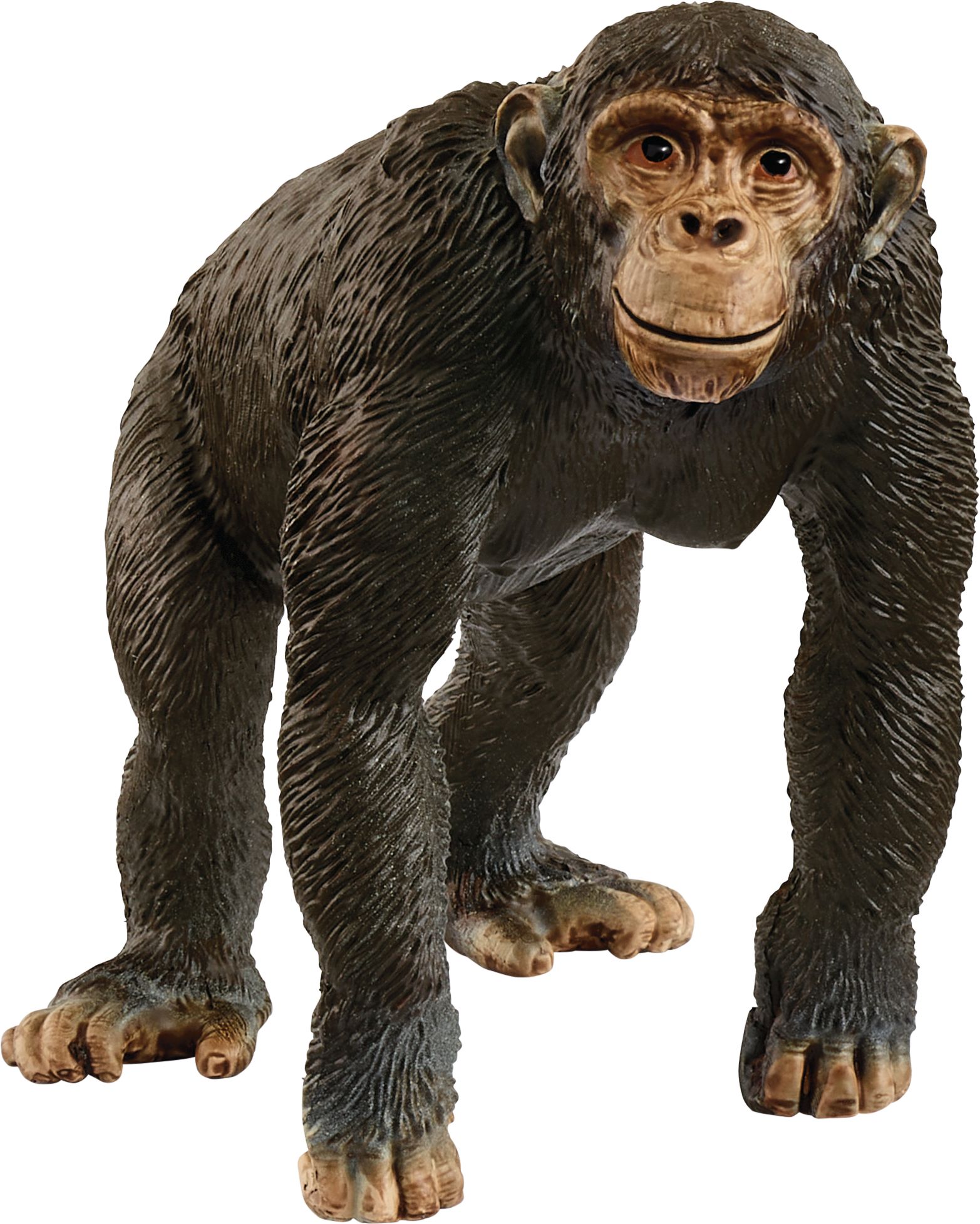 Tier, Affe, Säugetier, Tierwelt