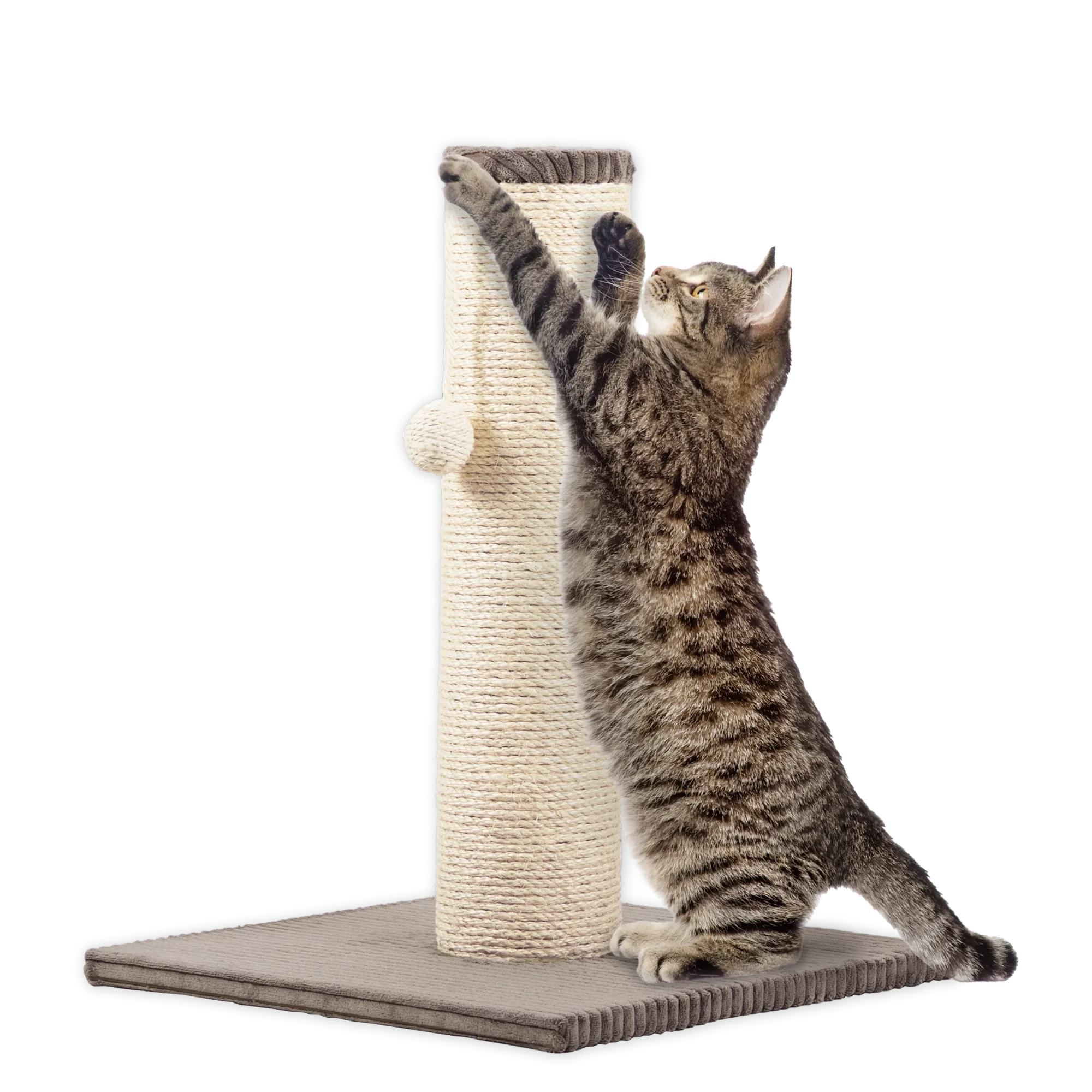Rohrschneider RS 22386 Katzenbaum XL Stamm Cord – Kratzbaum mit Spielkugel GR.1