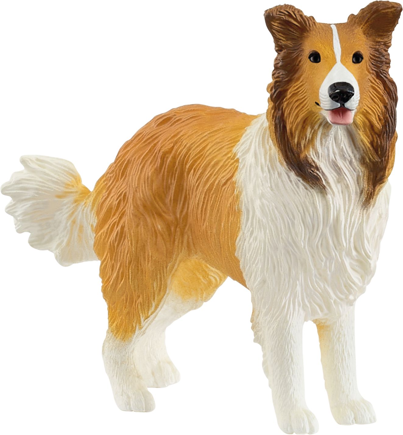 Hund, Collie, Säugetier, Haustier, Hund, Collie, Säugetier, Haustier, Hund, Collie, Säugetier, Haustier, Hund, Collie, Säugetier, Haustier